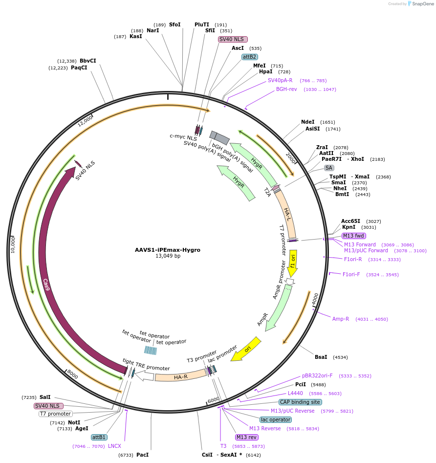 214020-plasmid-map-sequence-id-429523