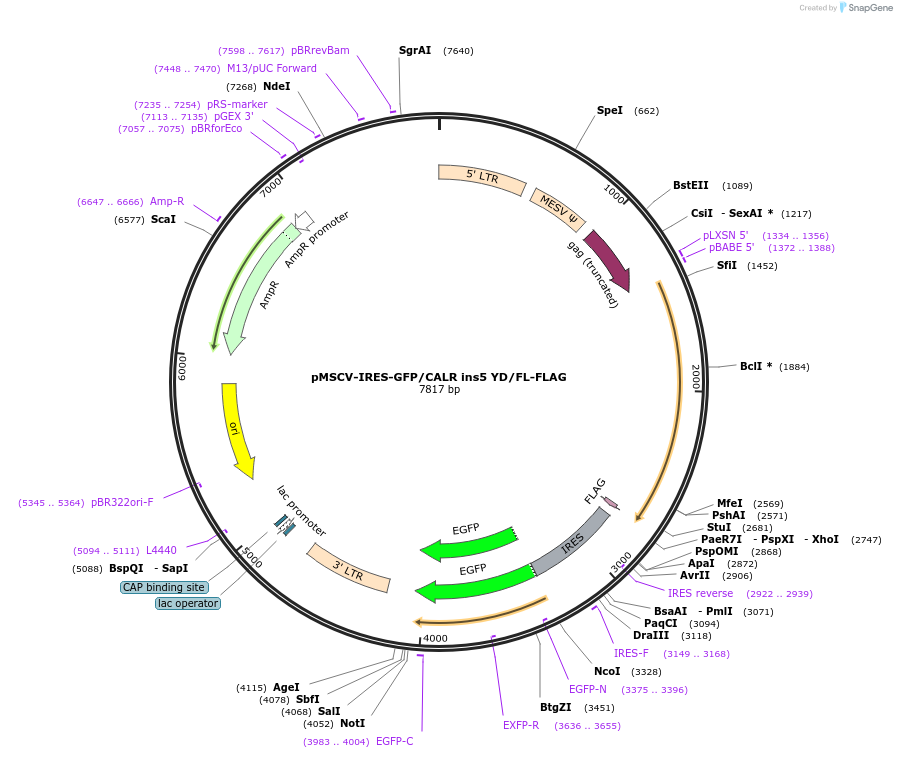 214706-plasmid-map-sequence-id-429536