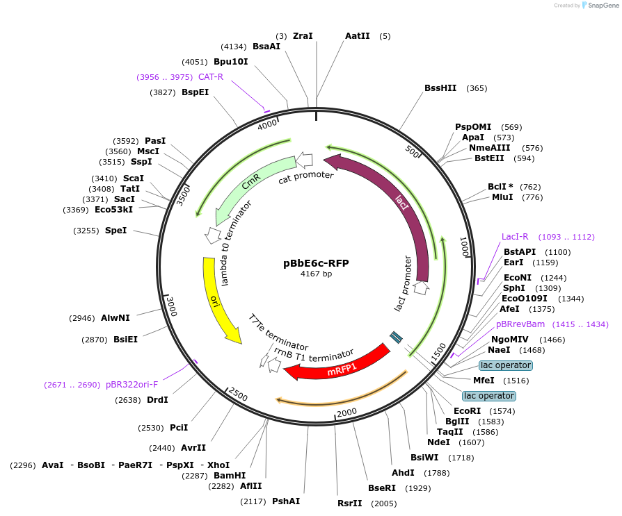 35287-plasmid-map-sequence-id-42954