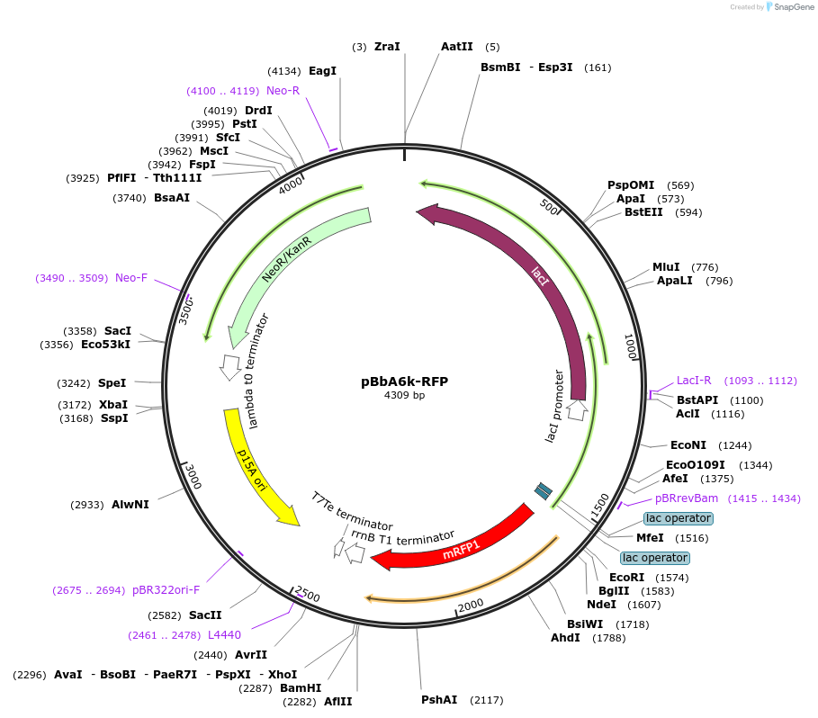 35291-plasmid-map-sequence-id-42958