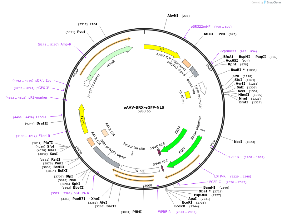 217534-plasmid-map-sequence-id-429604