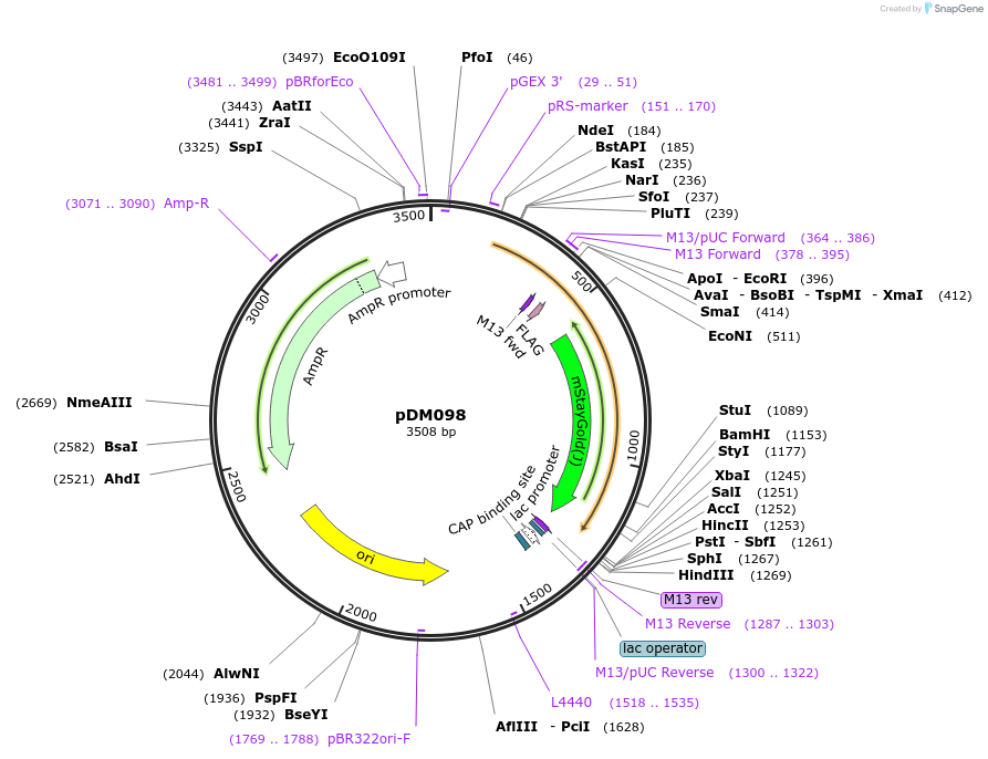 216818-plasmid-map-sequence-id-429609