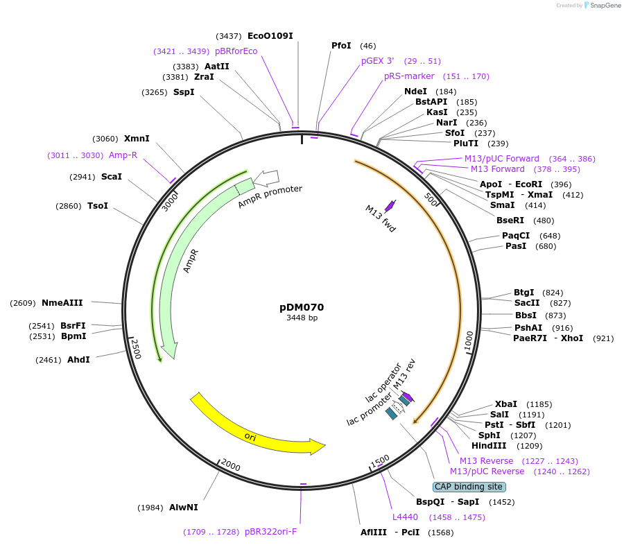 216816-plasmid-map-sequence-id-429610