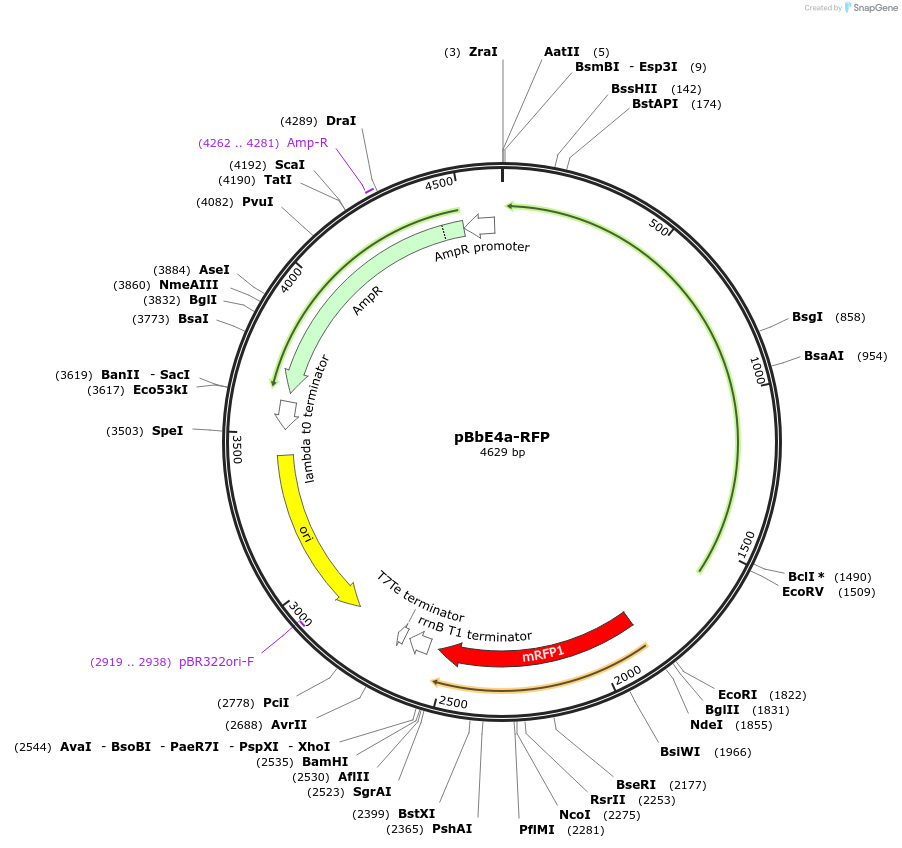 35295-plasmid-map-sequence-id-42962