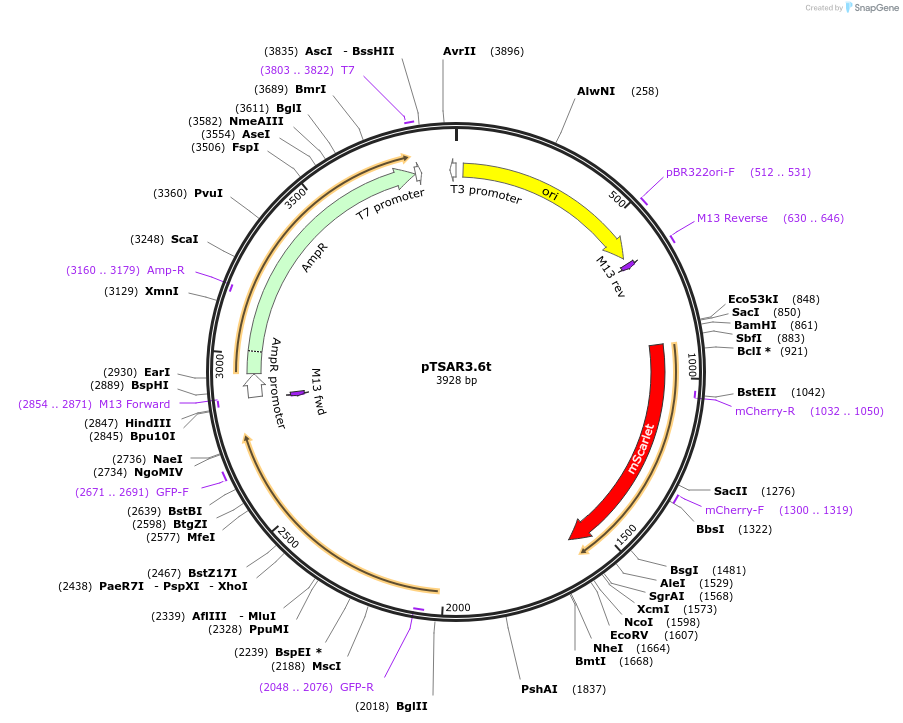 210258-plasmid-map-sequence-id-429627