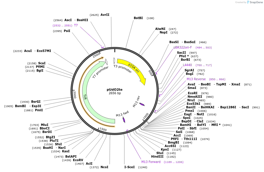 210243-plasmid-map-sequence-id-429628