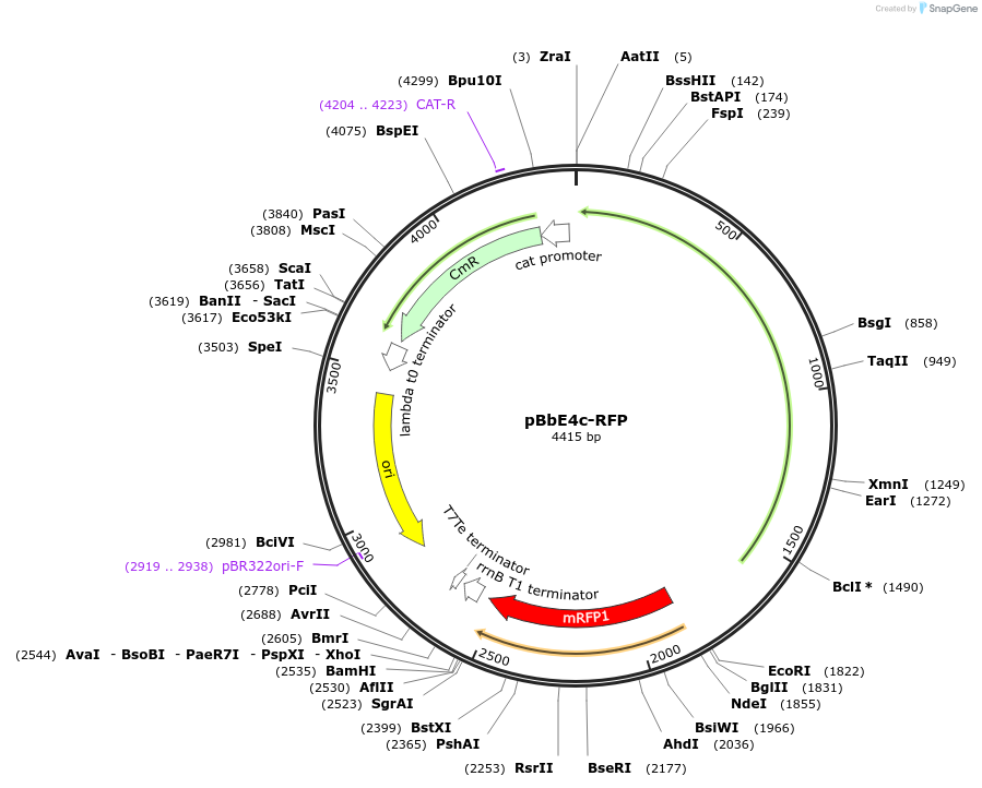 35296-plasmid-map-sequence-id-42963