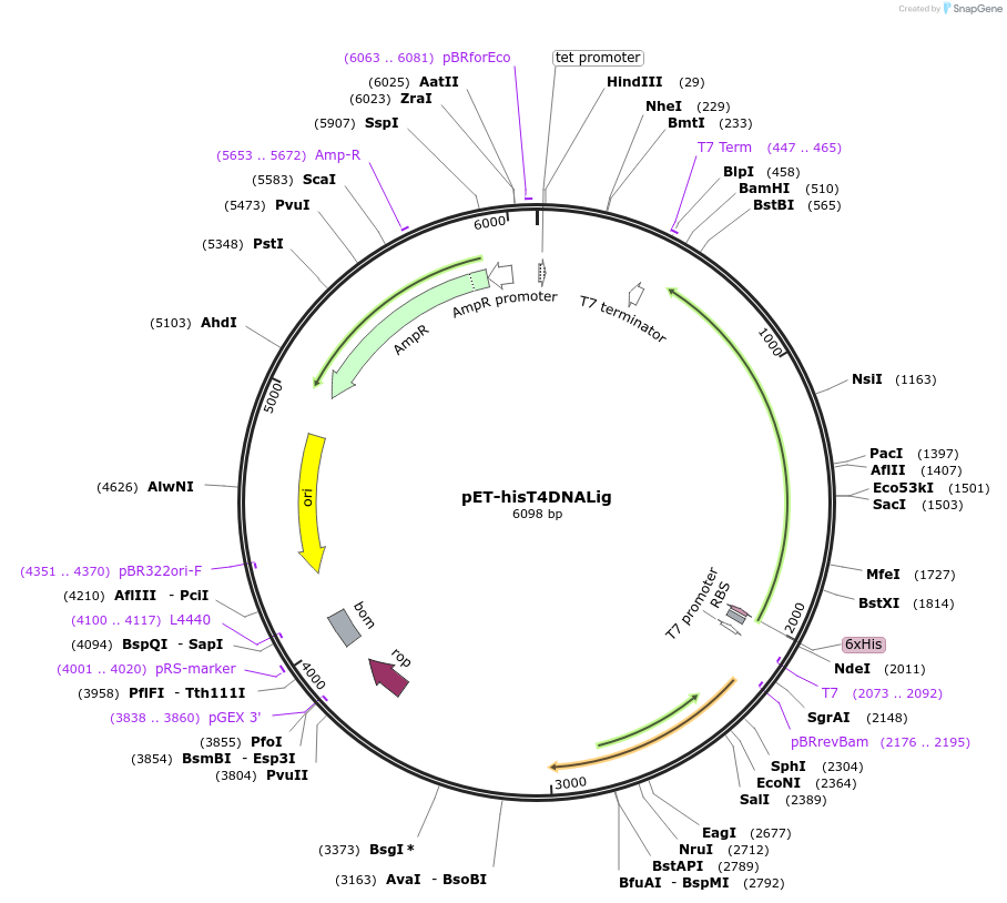216671-plasmid-map-sequence-id-429632