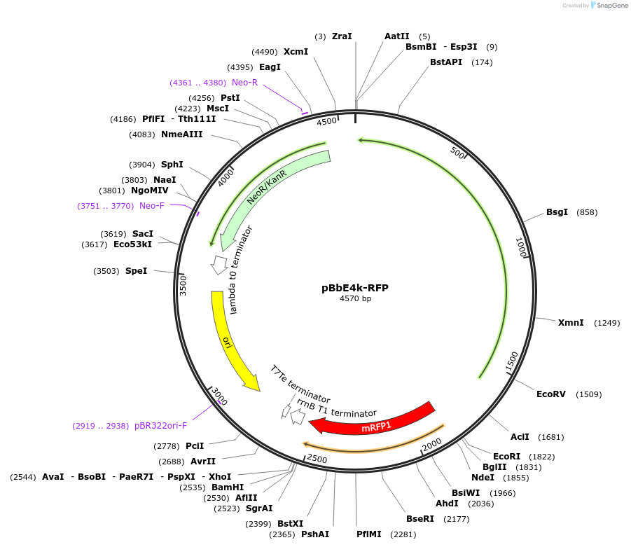 35297-plasmid-map-sequence-id-42964