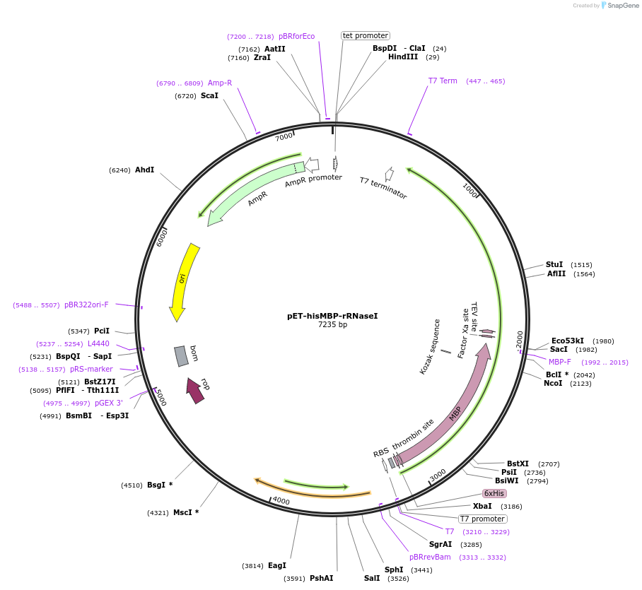 216673-plasmid-map-sequence-id-429652