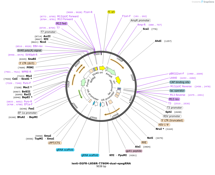 214100-plasmid-map-sequence-id-429653