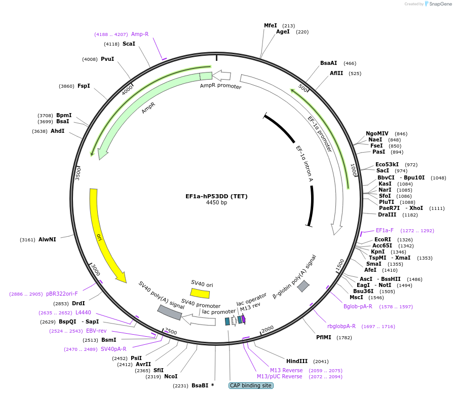 214083-plasmid-map-sequence-id-429658