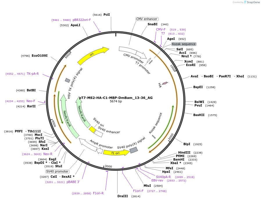 148839-plasmid-map-sequence-id-429662