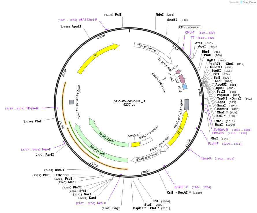 146657-plasmid-map-sequence-id-429666