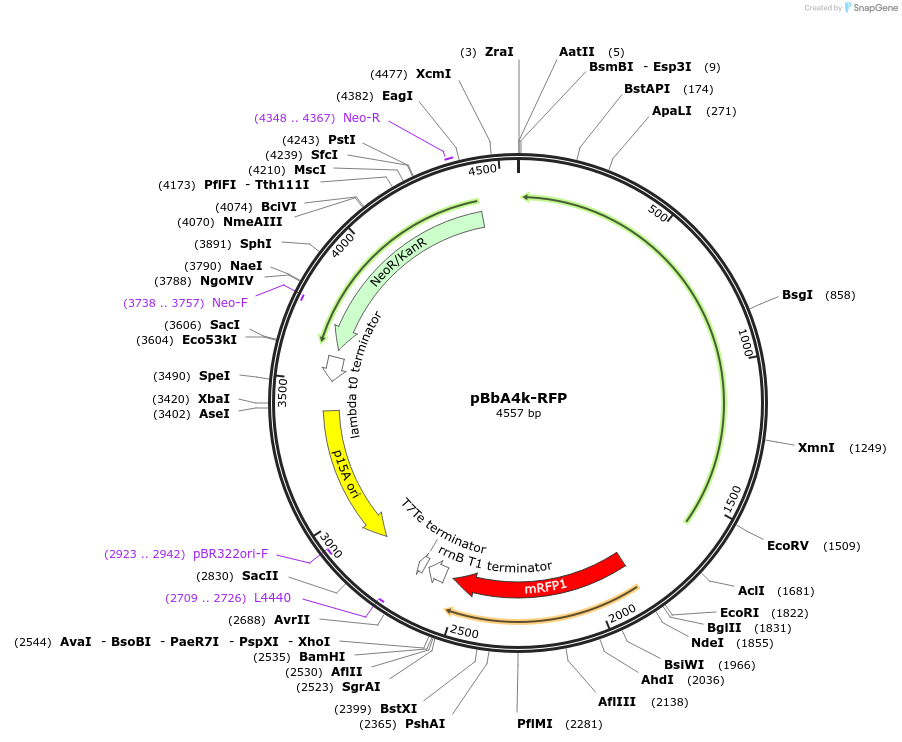 35300-plasmid-map-sequence-id-42967