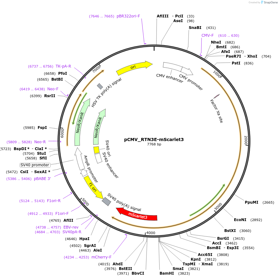 216255-plasmid-map-sequence-id-429687