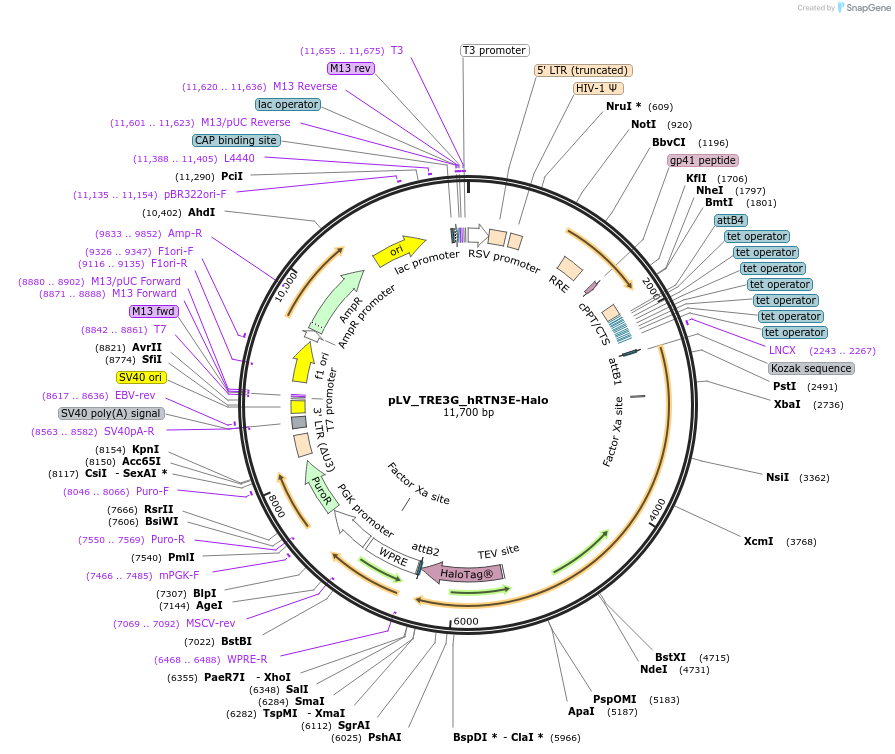 216252-plasmid-map-sequence-id-429688