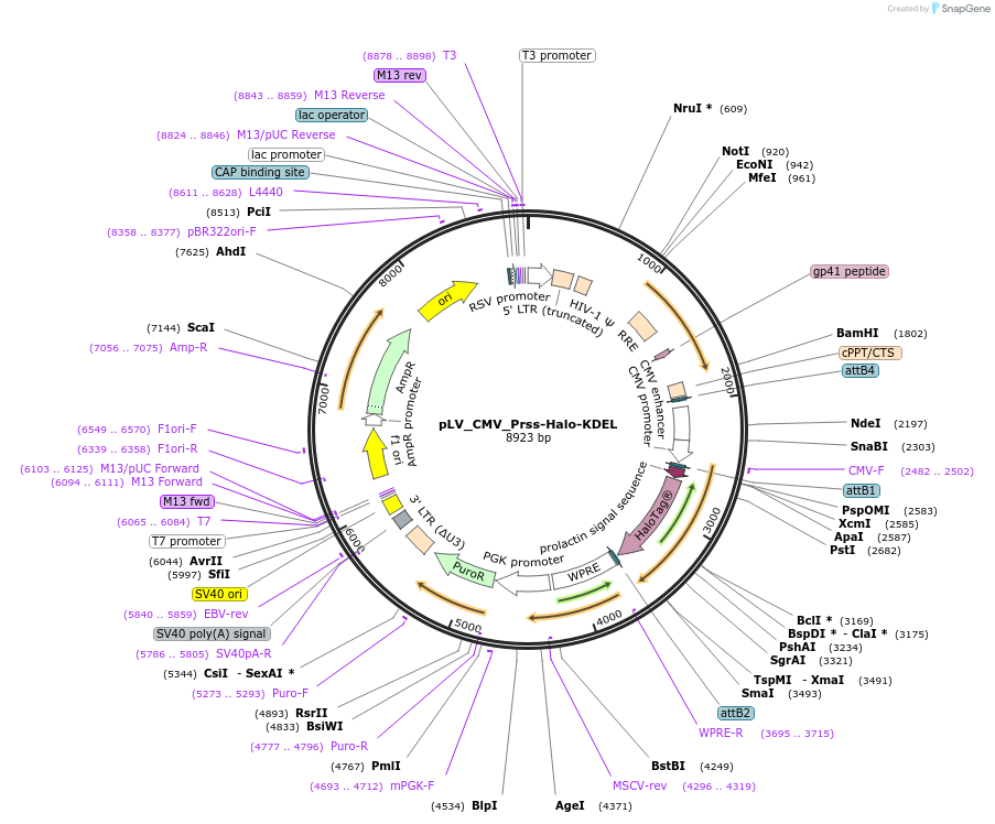 216256-plasmid-map-sequence-id-429689