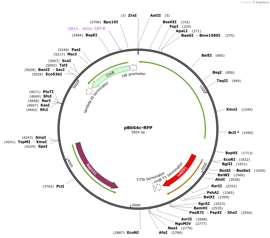 35302-plasmid-map-sequence-id-42969
