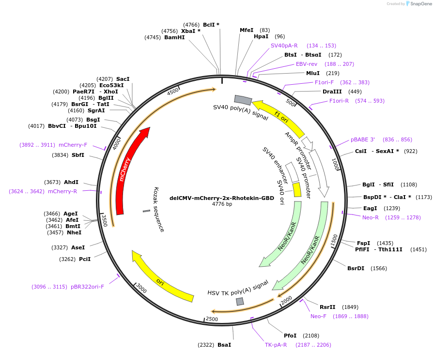 214142-plasmid-map-sequence-id-429695