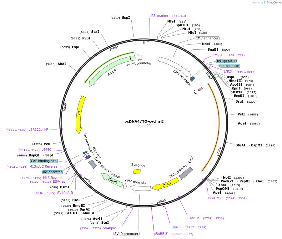 216508-plasmid-map-sequence-id-429697