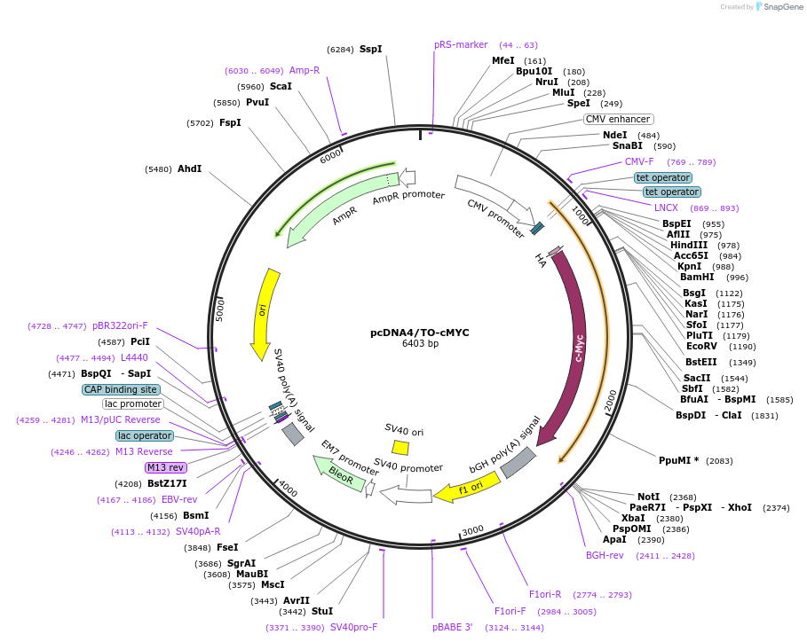 216510-plasmid-map-sequence-id-429699