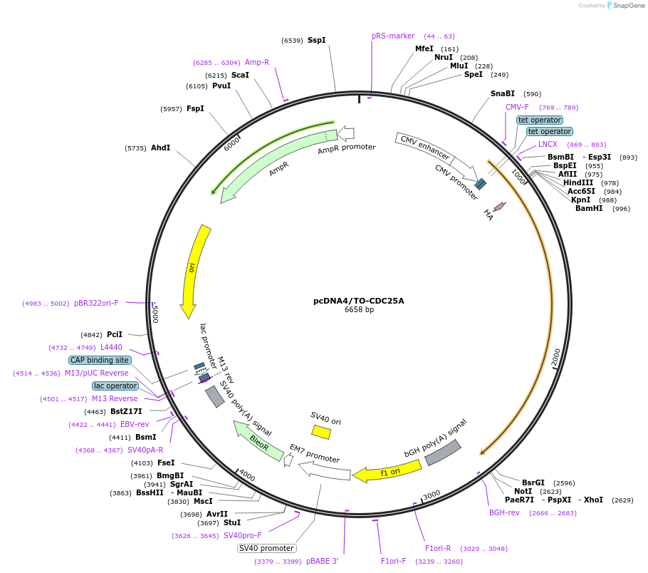 216511-plasmid-map-sequence-id-429701