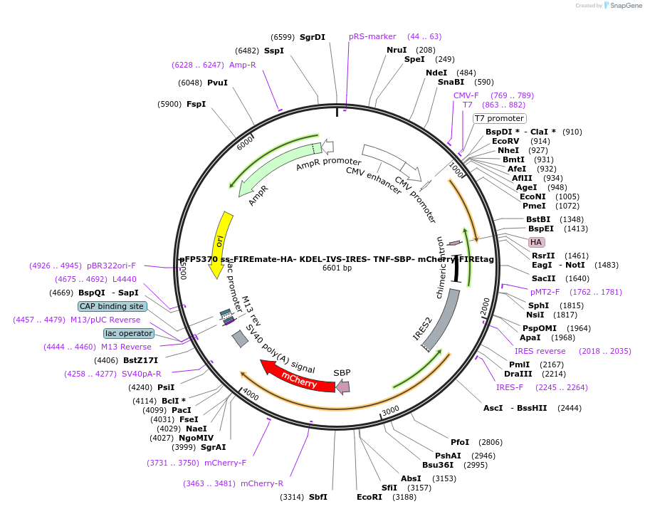 216696-plasmid-map-sequence-id-429707