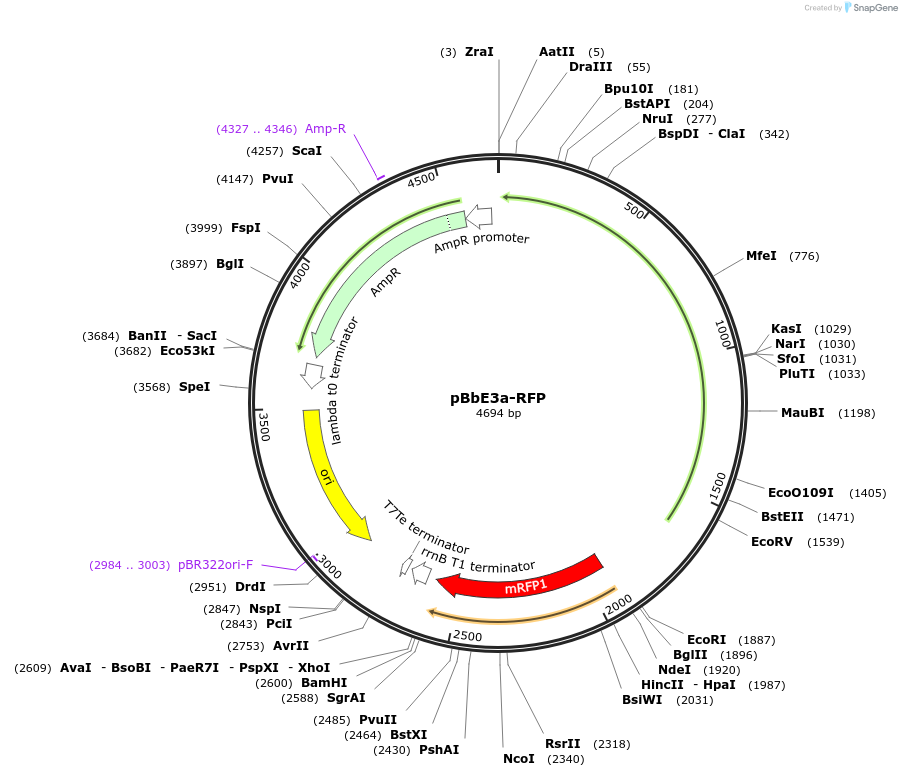 35304-plasmid-map-sequence-id-42971