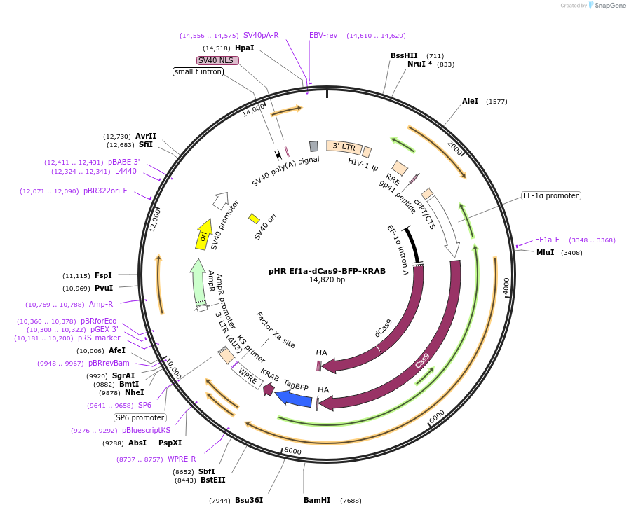 217304-plasmid-map-sequence-id-429717