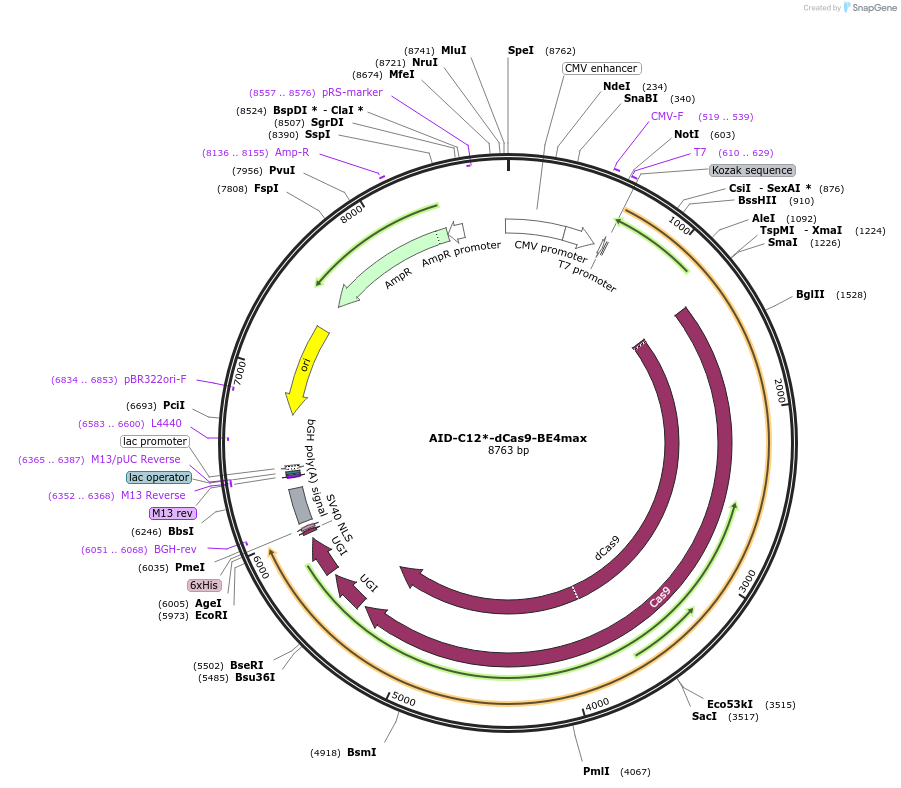 216731-plasmid-map-sequence-id-429722