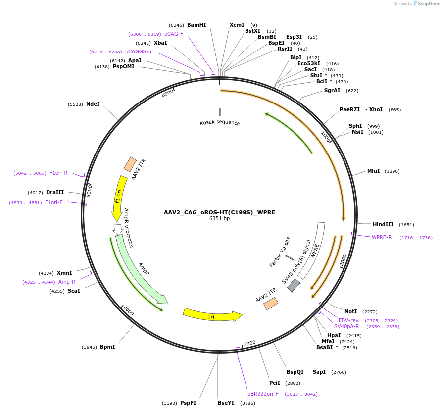 216415-plasmid-map-sequence-id-429726