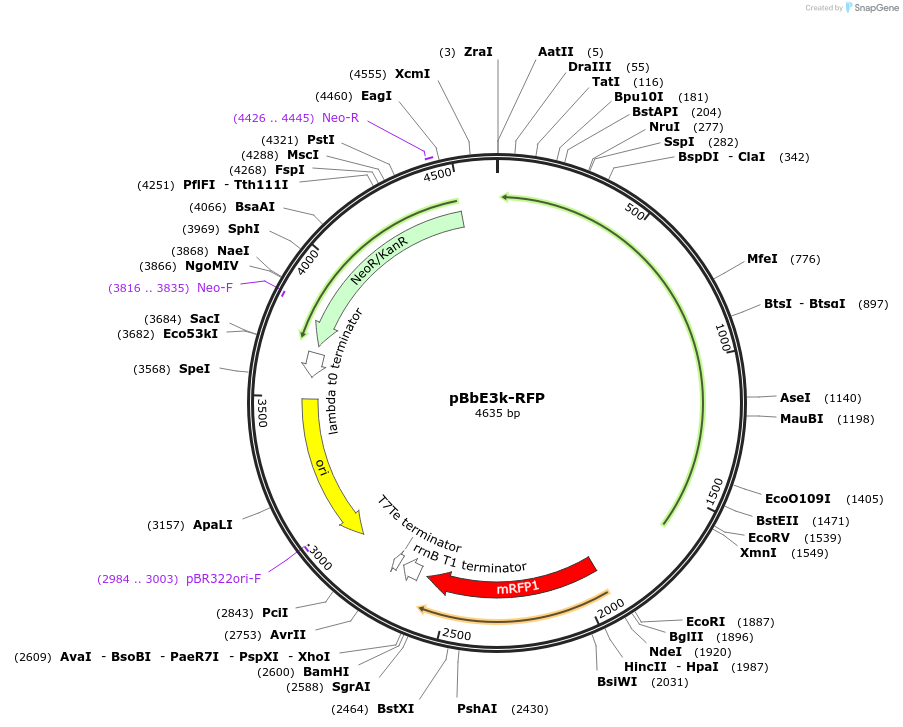 35306-plasmid-map-sequence-id-42973