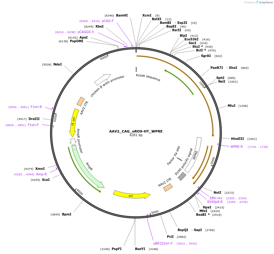 216414-plasmid-map-sequence-id-429731