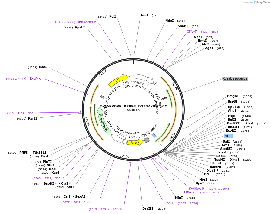215753-plasmid-map-sequence-id-429732