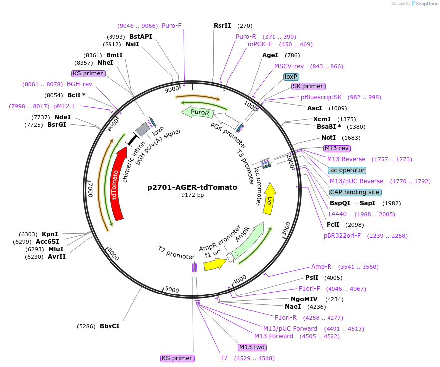 216470-plasmid-map-sequence-id-429737