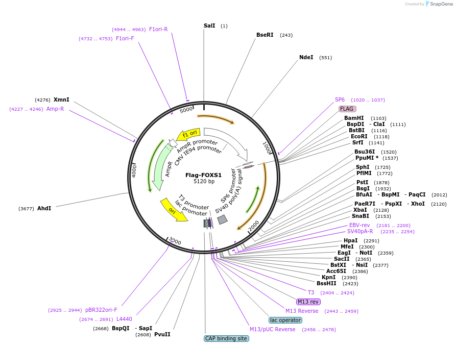 153152-plasmid-map-sequence-id-429744