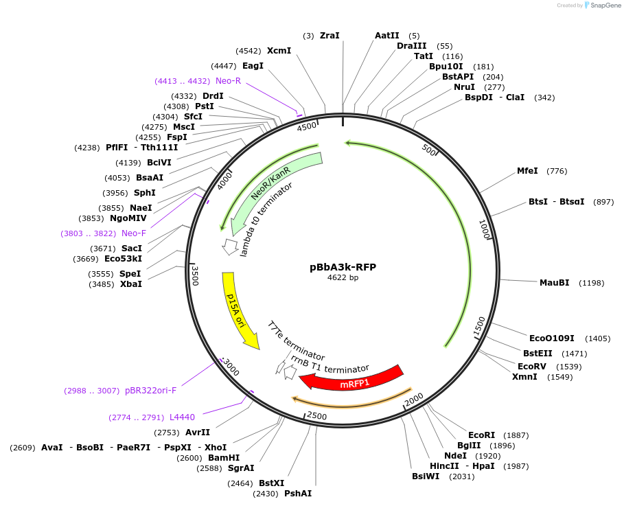 35309-plasmid-map-sequence-id-42976