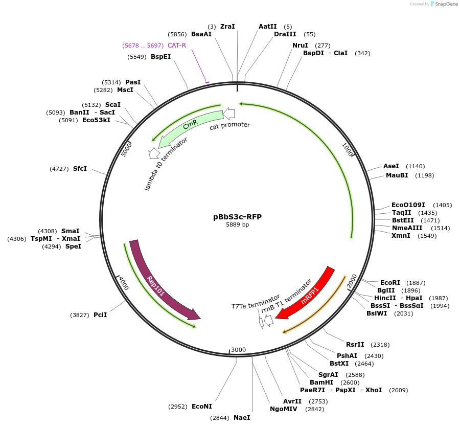 35311-plasmid-map-sequence-id-42978