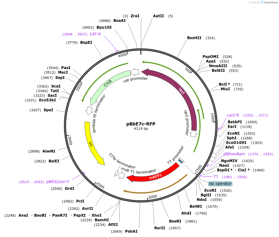 35314-plasmid-map-sequence-id-42981