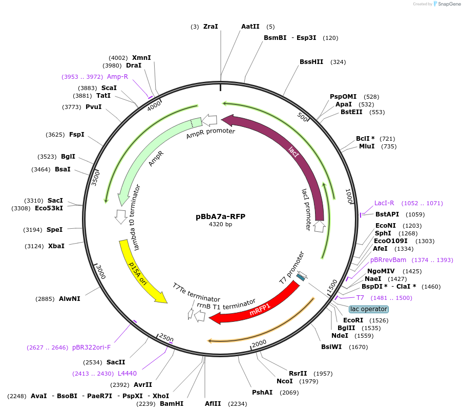35316-plasmid-map-sequence-id-42983