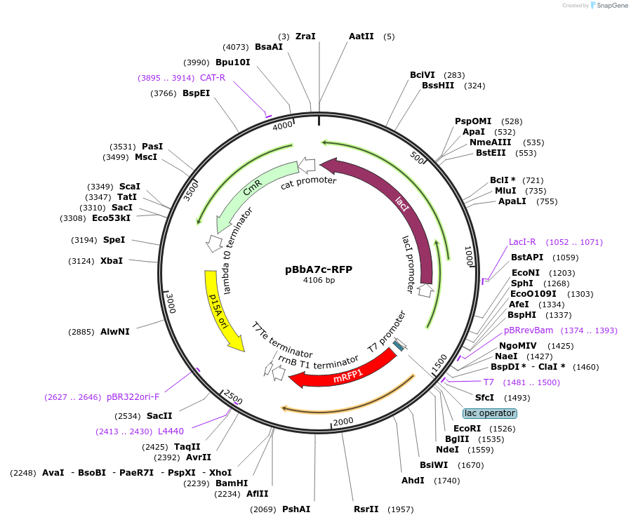 35317-plasmid-map-sequence-id-42984