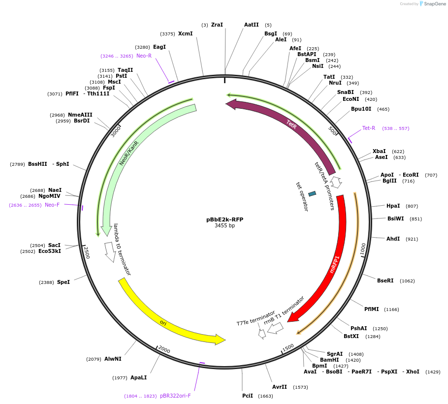 35324-plasmid-map-sequence-id-42991