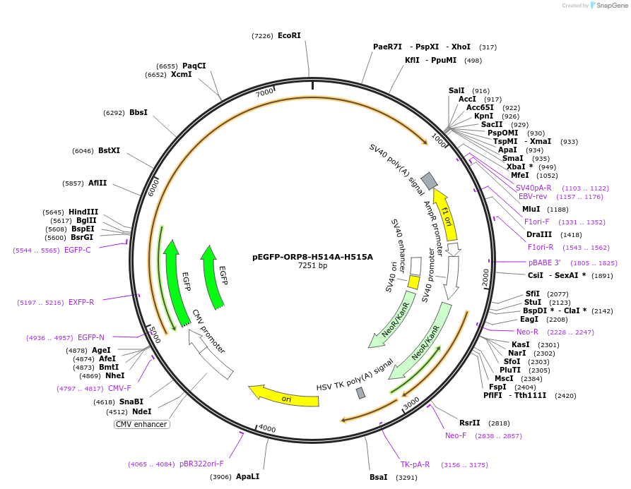 208360-plasmid-map-sequence-id-429910