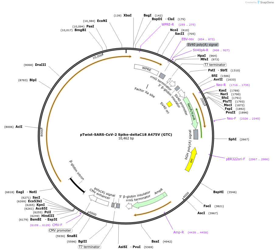 216523-plasmid-map-sequence-id-429918