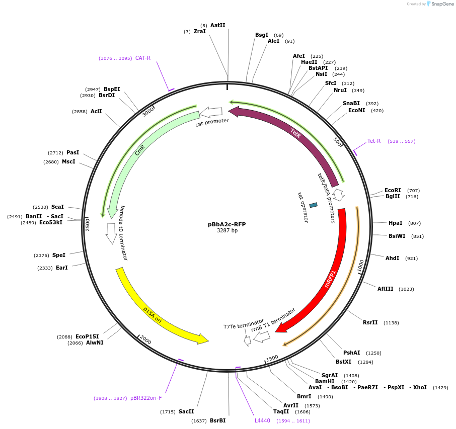 35326-plasmid-map-sequence-id-42993