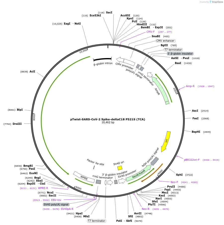 216528-plasmid-map-sequence-id-429934