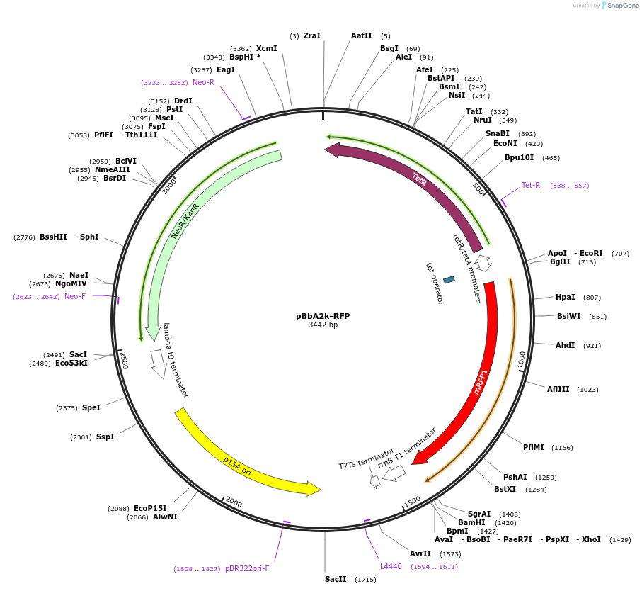 35327-plasmid-map-sequence-id-42994