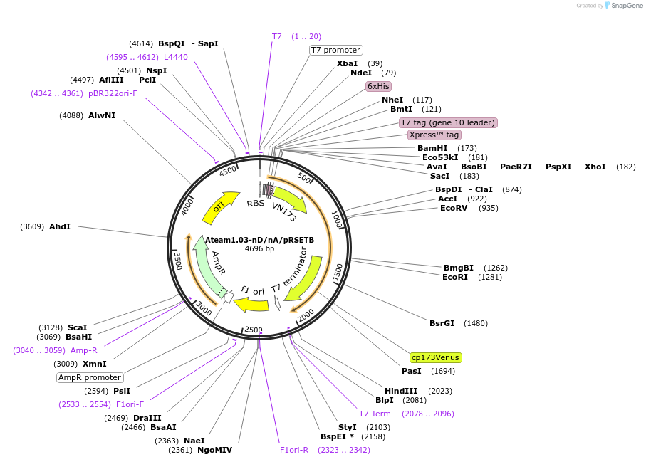 51960-plasmid-map-sequence-id-429941