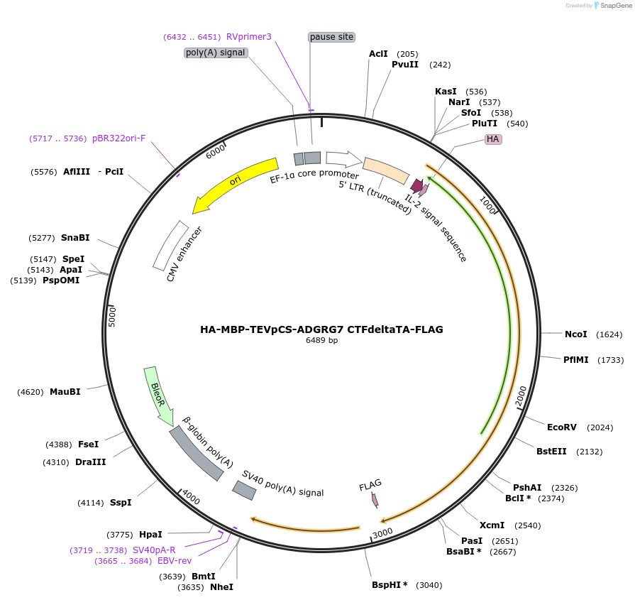 217738-plasmid-map-sequence-id-429944